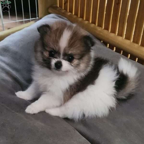 Peanut-Toy, Pomeranian Puppy